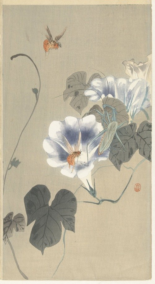 A beautiful depiction of insects on bindweed by Ohara Koson.