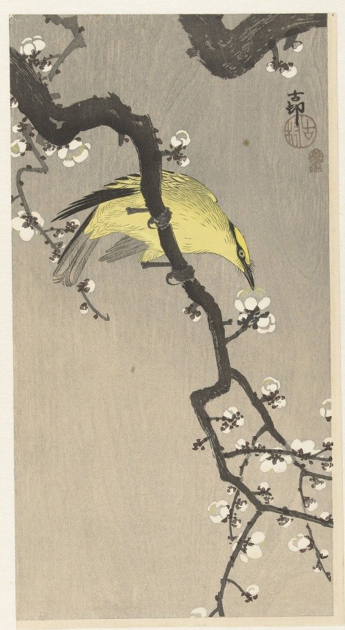 A beautiful golden oriole perched on a plum blossom branch.