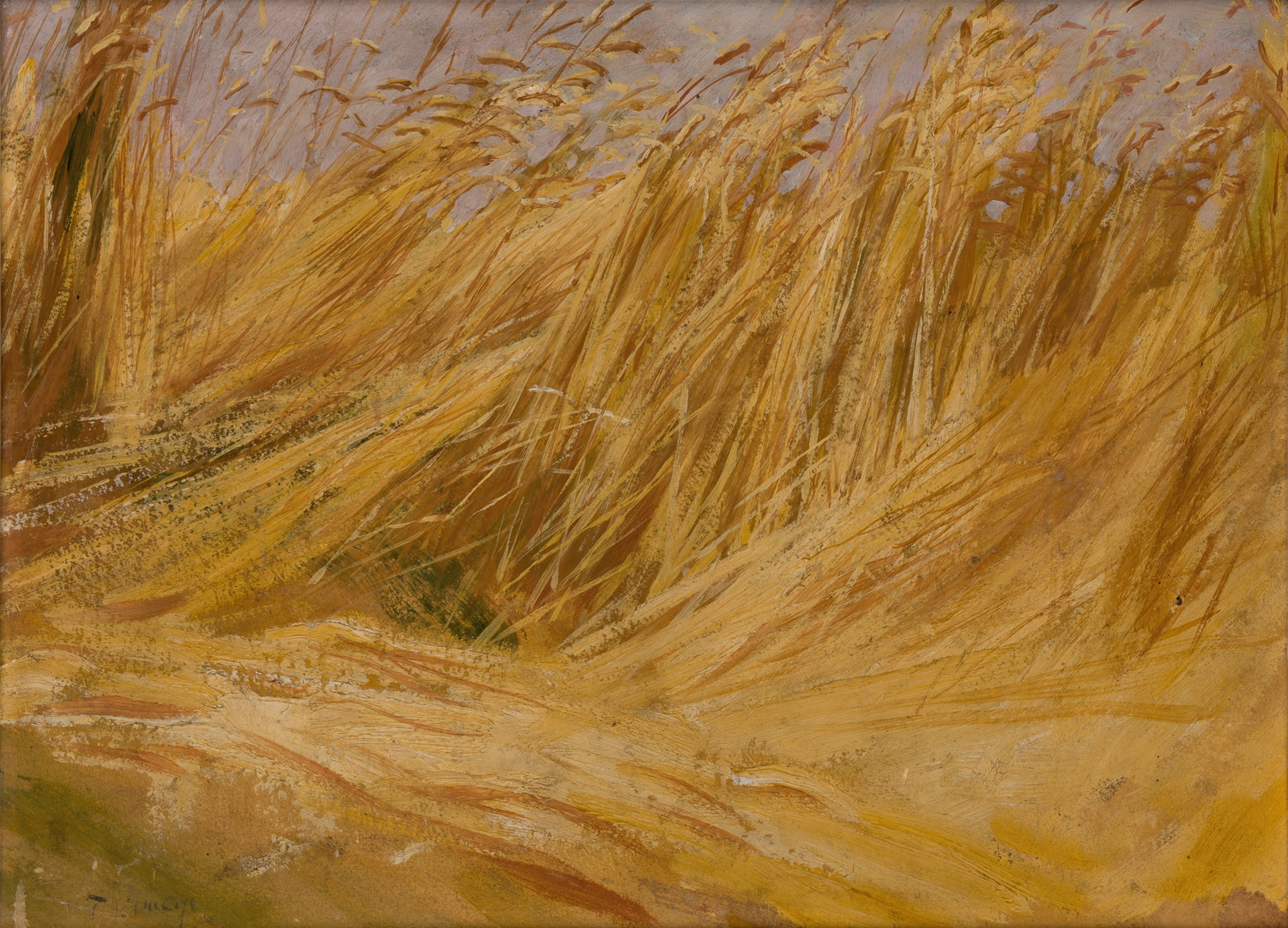 Corn Field (Study) by Włodzimierz Tetmajer, oil on canvas depicting golden corn fields swaying in the breeze.