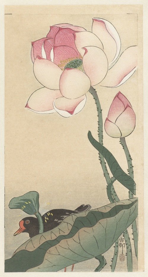 A beautiful depiction of a gallinule surrounded by lotus flowers.