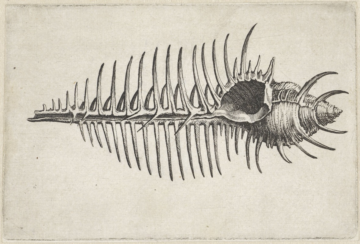 A detailed still life featuring a murex shell and botanical elements.
