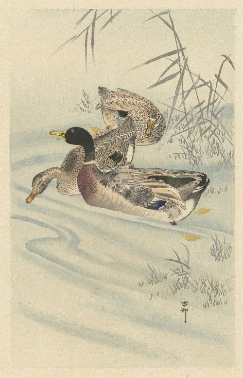A serene depiction of three ducks in shallow water surrounded by reeds.