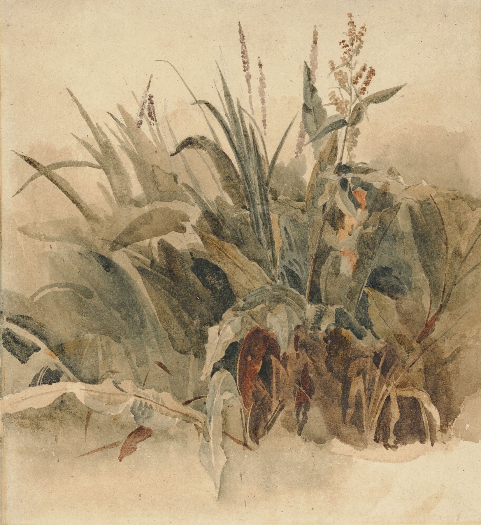 Watercolor by Peter De Wint depicting water weeds with reflections and gentle movement.