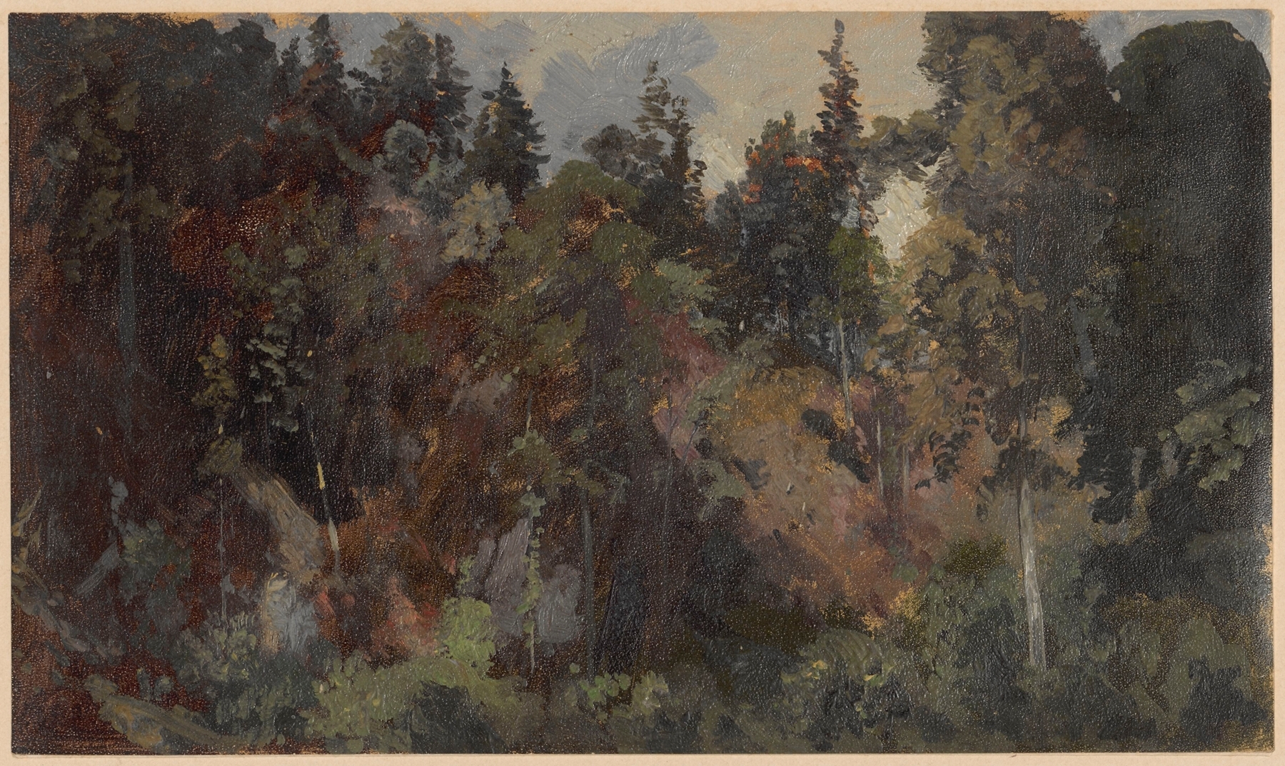Forest growing on a mountain slope, oil on canvas by Adolf Dressler