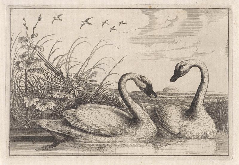 Dos cisnes en un estanque, grabado de Unknown Artist