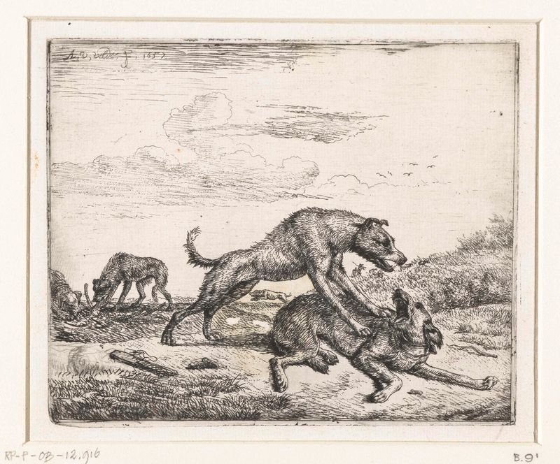 Gravura de Adriaen van de Velde mostrando dois cães lutando em um momento tenso