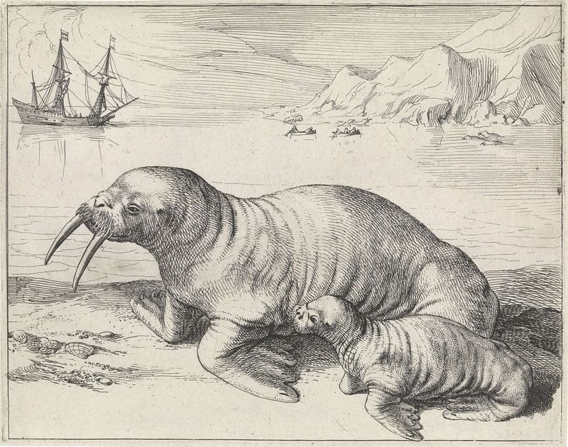 Gravura Walrus bij Spitsbergen de Hessel Gerritsz mostrando um morsa em uma paisagem gelada