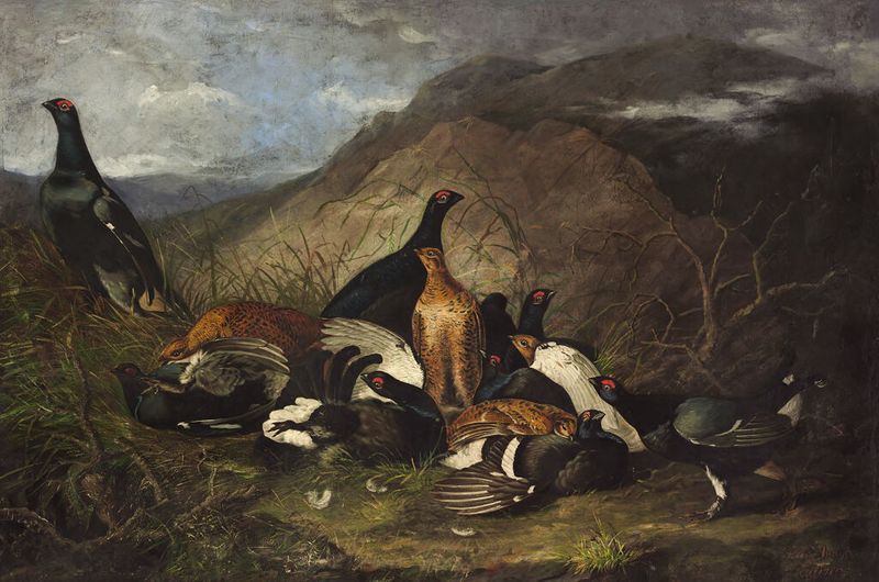 Scottish Black Grouse, Cocks and Hens, oil on canvas by John James Audubon