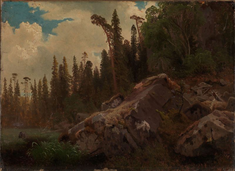 Estudio de paisaje con árboles y rocas, pintura al óleo de August Cappelen con árboles altos y rocas.