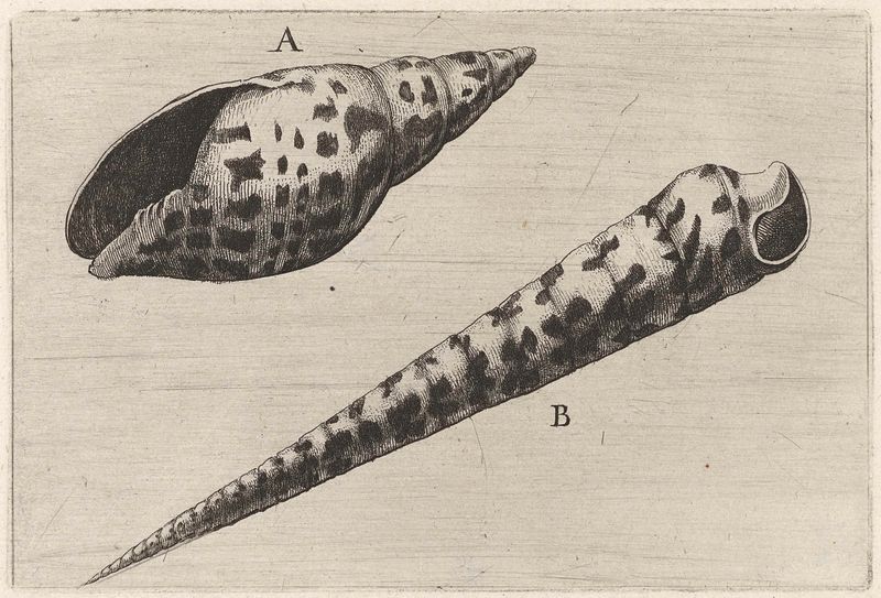 Schelpen, mitra cardinalis (A) en terebra subulata (B) grabado de Wenceslaus Hollar