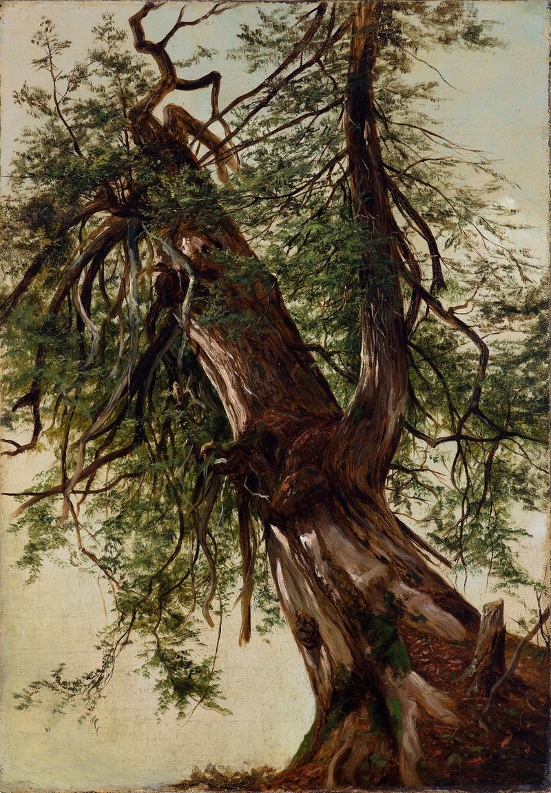 Estudio de un Cedro de David Johnson, pintura al óleo que muestra texturas detalladas de la corteza de cedro.