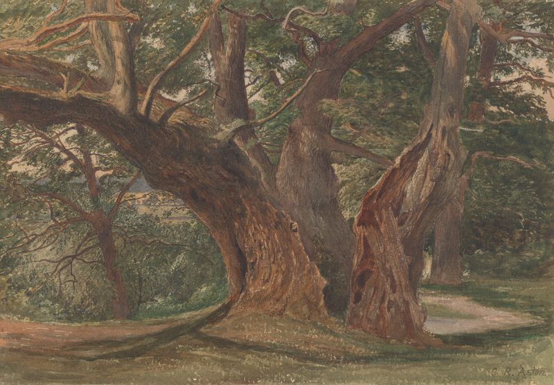 Trees in a landscape by Charles Reginald Aston, oil painting depicting towering trees and foliage.