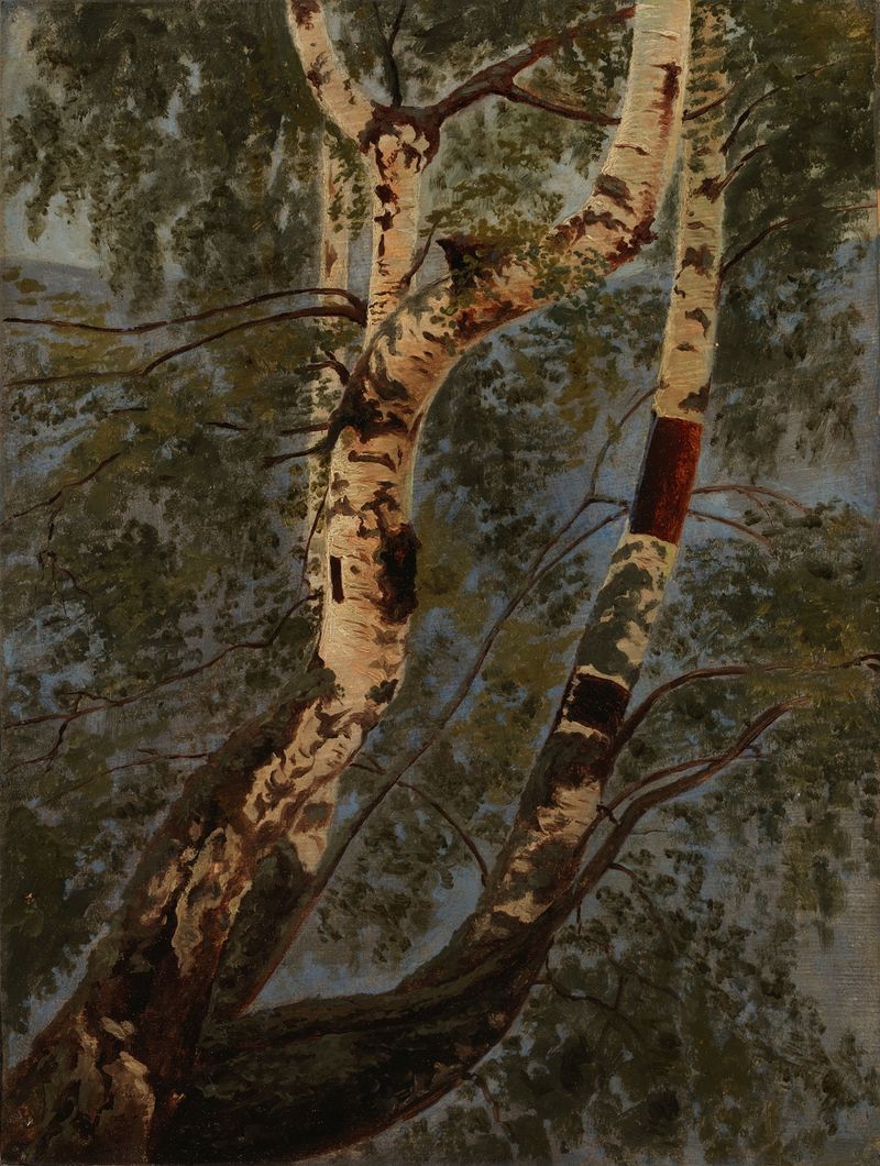 Birch Trunks, Rehearsal de Werner Holmberg, óleo que muestra troncos de abedul en un bosque.