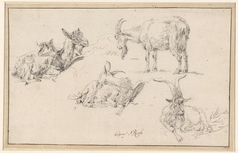 Drawing of a goat on paper by Johann Heinrich Roos