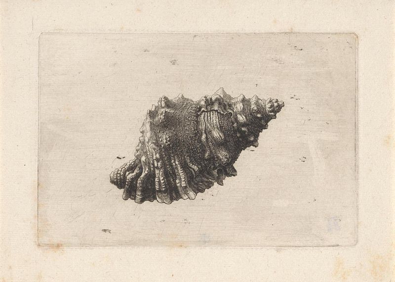 Gravura de bursa rubeta de Wenceslaus Hollar