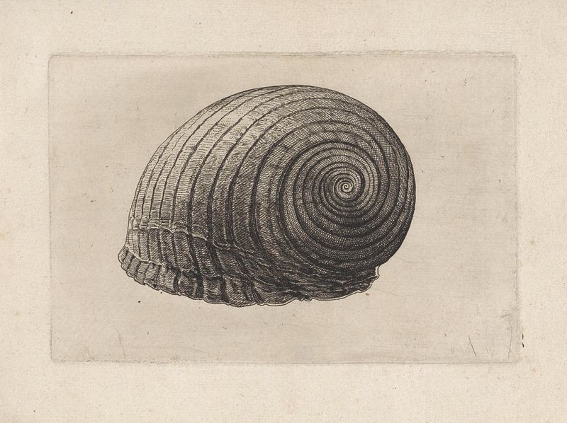 Grabado de una concha tonna galea de Wenceslaus Hollar