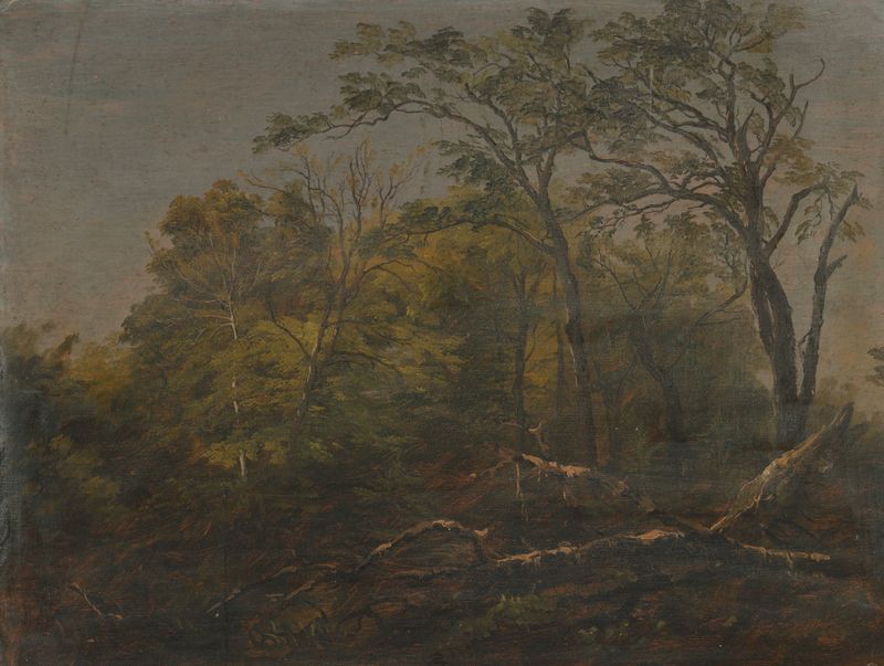 Maine Woods de Frederic Edwin Church, óleo sobre tela retratando pinheiros altos e um céu radiante.