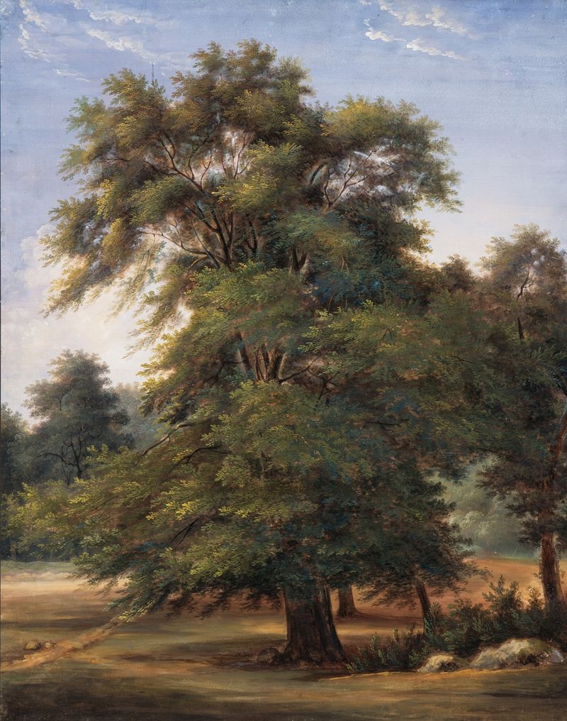 Study of a Tree by Jean-Victor Bertin, oil on canvas, depicting a strong tree in a natural setting.