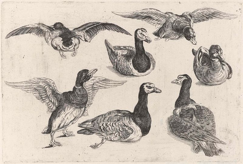 Sete patos deslizando em um lago, gravura de Wenceslaus Hollar