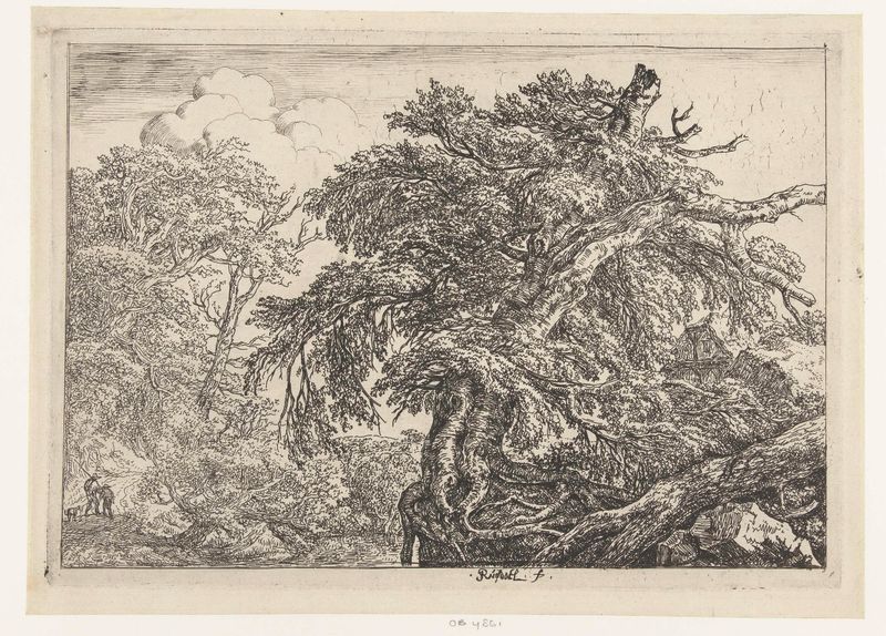 Grabado de Jacob Isaacksz van Ruisdael con un haya en un paisaje.