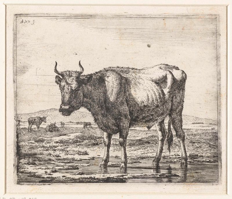 Bull standing in shallow water, etching by Adriaen van de Velde