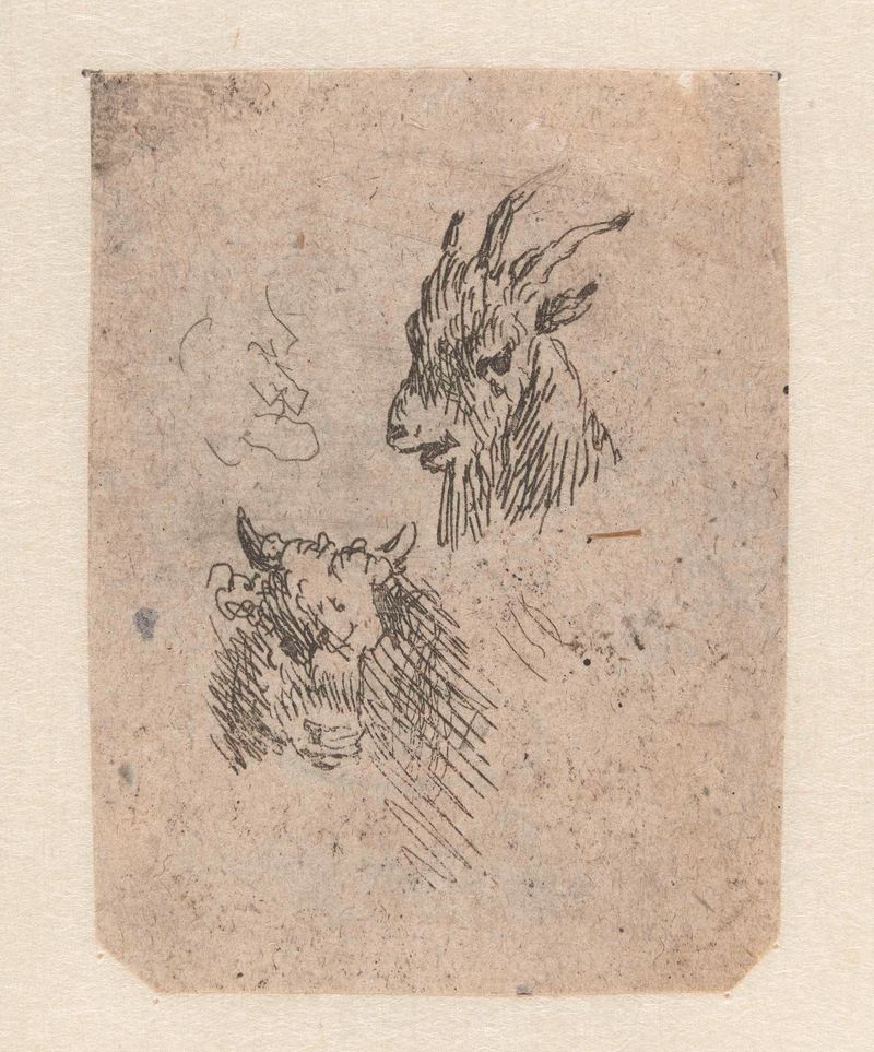 Koppen van een geit en een koe, gravura de Nicolaes Pietersz Berchem, apresentando uma cabra e uma vaca.