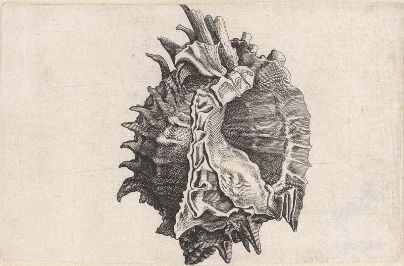 Schelp, phyllonotus erythrostomus grabado de Wenceslaus Hollar