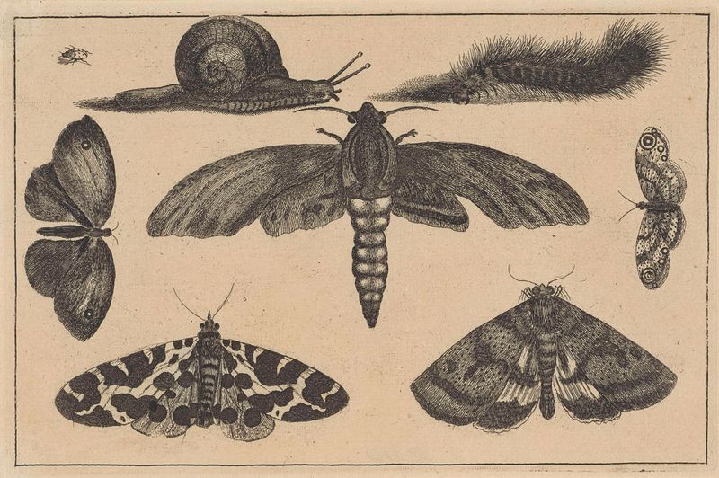 Gravura de Wenceslaus Hollar com insetos e um caracol
