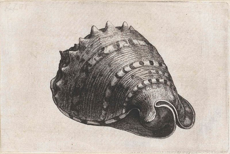 Gravura de Wenceslaus Hollar de uma concha dourada, destacando a fragilidade e a resiliência da natureza.