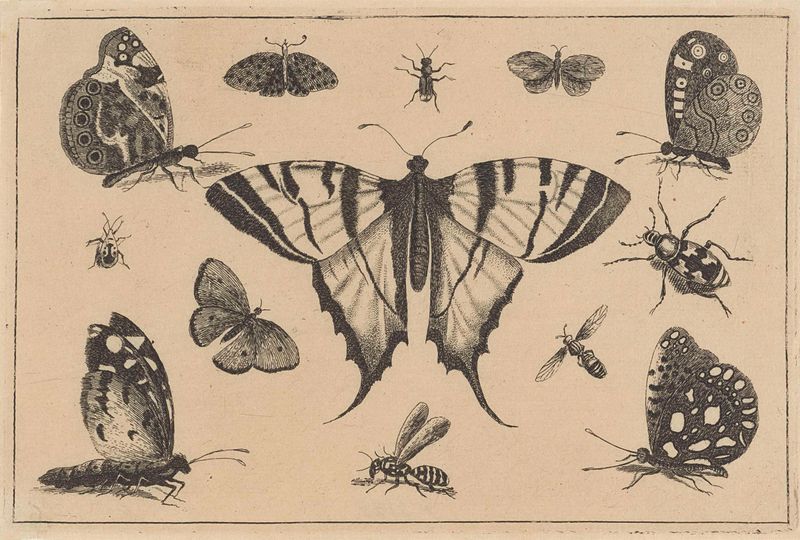 Grabado de Wenceslaus Hollar que representa mariposas e insectos
