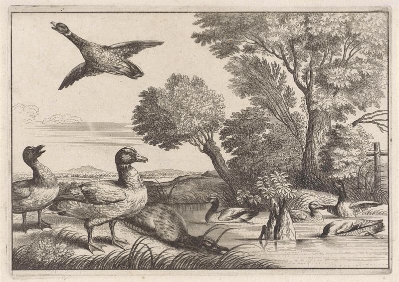 Patos deslizando em um lago, gravura de Unknown Artist