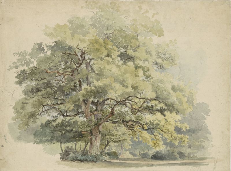 Boomstudie by George Andries Roth, depicting a tree trunk with light filtering through foliage, medium unknown.