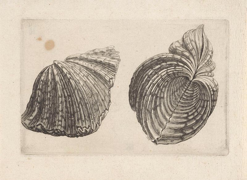 Gravura de Wenceslaus Hollar representando uma concha detalhada