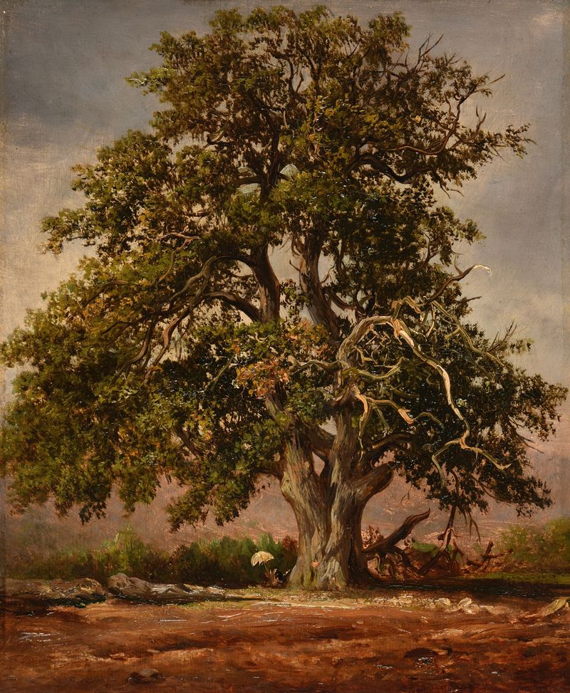 Le Vieux chêne, óleo sobre lienzo de Jacques-Raymond Brascassat, que representa un roble retorcido a la luz del sol.