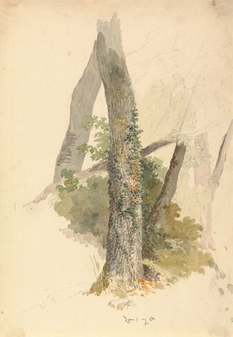 Tree Study with Ivy Clinging to Stump, acuarela sobre papel de Robert Hills