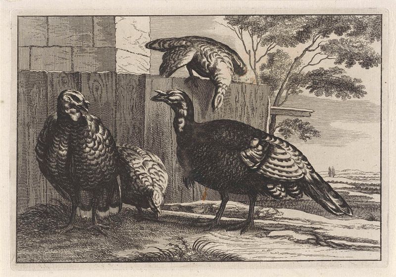 Gravura de Unknown Artist representando perus com plumagem intrincada