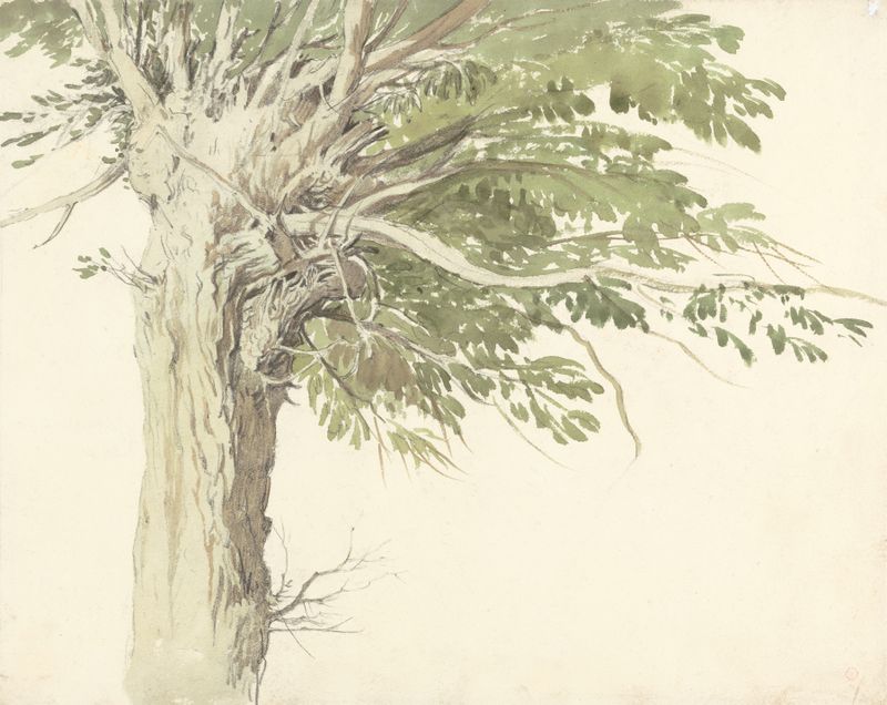 Study of a Pollarded Tree – a Willow, watercolor on paper by Edward Duncan