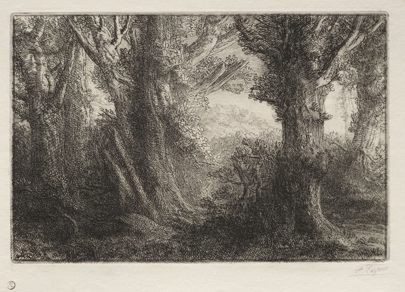 Paisagem florestal com luz do sol filtrando através das árvores por Alphonse Legros