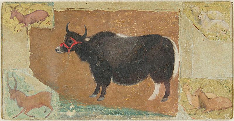 Yak tibetano em pé majestoso, obra em papel de Abu’l Hasan