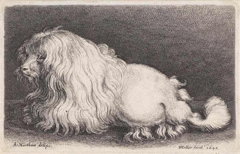 Grabado Witte hond de Wenceslaus Hollar que representa un perro blanco tranquilo