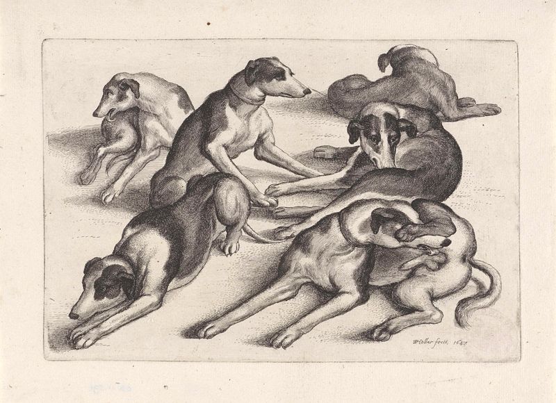 Gravura de cães reclinados de Wenceslaus Hollar