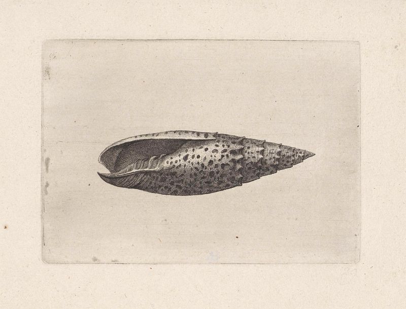 Grabado intrincado de mitra papalis por Wenceslaus Hollar