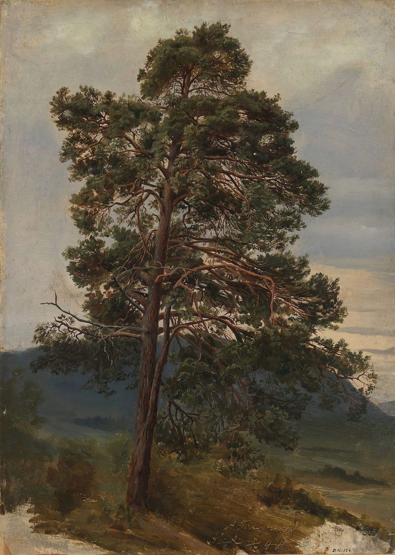 Study of a Pine Tree de Adolph Tidemand, óleo sobre lienzo que representa un pino imponente en un paisaje exuberante.