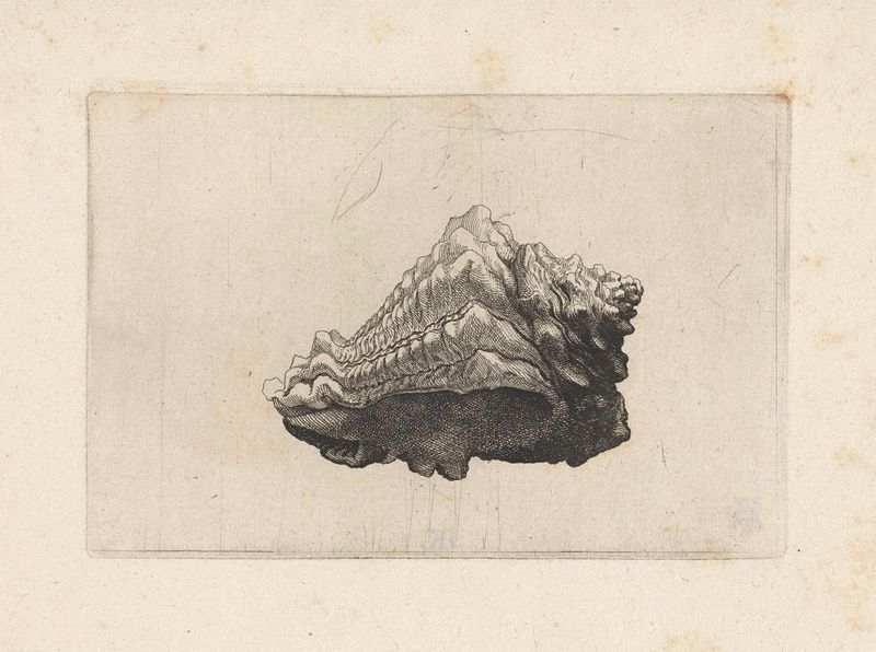 Gravura de uma concha por Wenceslaus Hollar, apresentando textura intrincada e vazio ao redor