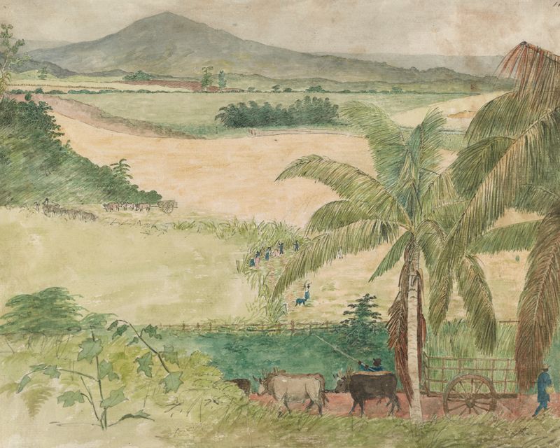 Sugar estate by William Berryman, oil on canvas depicting sugarcane fields and a bright sky.