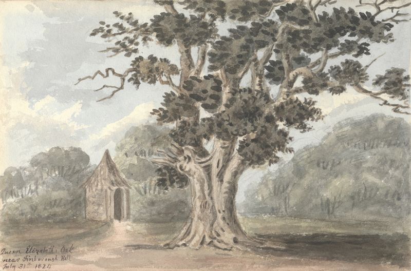 Queen Elizabeth’s Oak near Finborough Hall, aquarela sobre papel de Anne Rushout