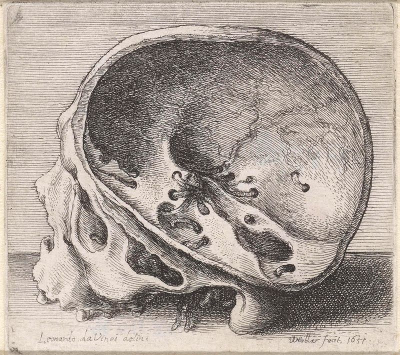 Estudio anatómico de un cráneo con agujeros de gusano, grabado de Wenceslaus Hollar