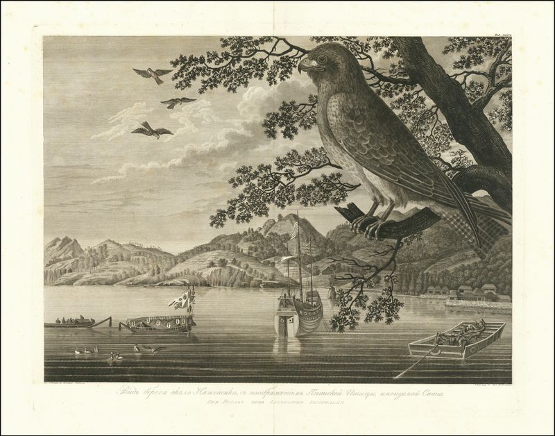 Grabado de un pez halcón por Wilhelm Gottlob Tilesius von Tilenau
