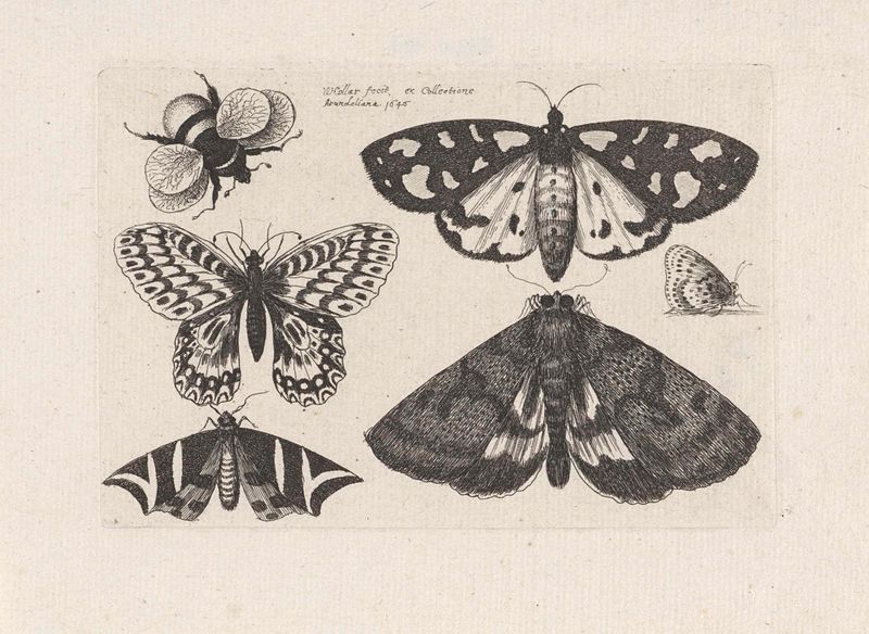 Grabado de Wenceslaus Hollar que representa polillas, mariposas y un abejorro