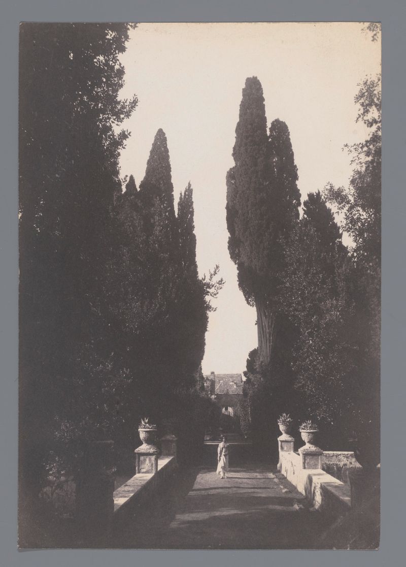Árboles de ciprés en un jardín, pintura al óleo de Guglielmo von Plüschow